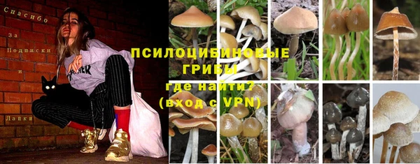 дмт Алзамай